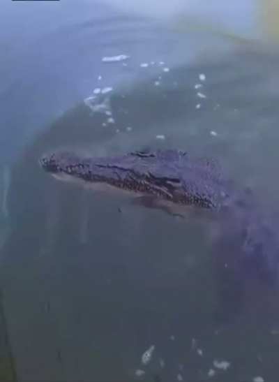 Do Unmute! Man fishing, captures attention of gator...hilarity ensues