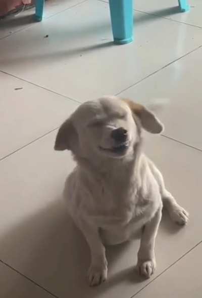 Say Cheese!