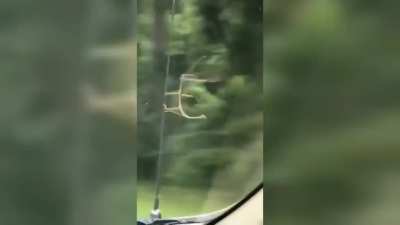 ? Stickbug Extreme Version
