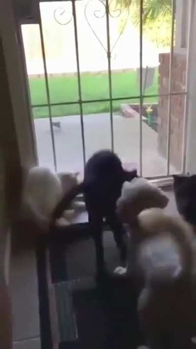 Cats : Airborne®