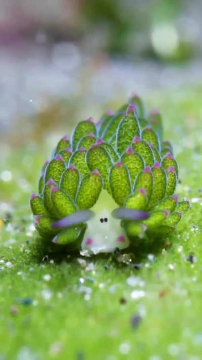 ?A tiny sea slug looks like carton sheep