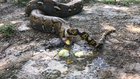 Snake having indigestion (with sound)