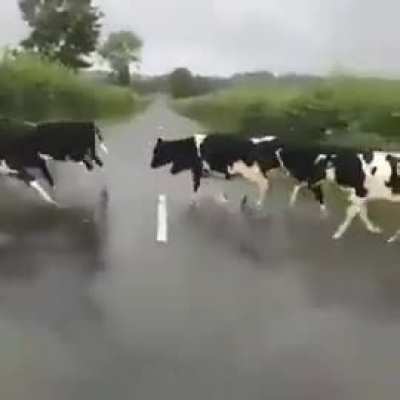 Herd Mentality..
