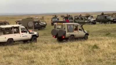 Cheetahs successfully hunt an antelope