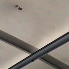 Ducks walking on a cold glass roof