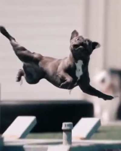 Majestic Dog