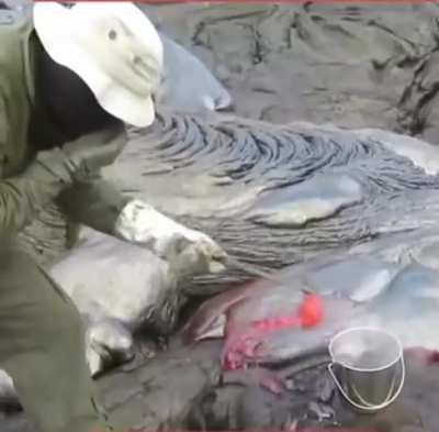 Geologist collects a fresh volcanic lava sample