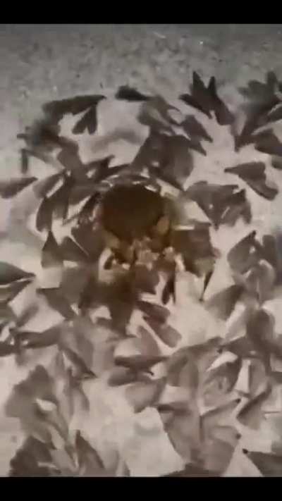? Frog Feast