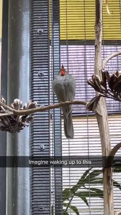 Is anyone know about this bird?