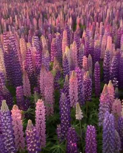 ? This field of lupine
