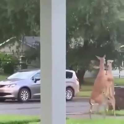 ? Two deers fighting in Canada