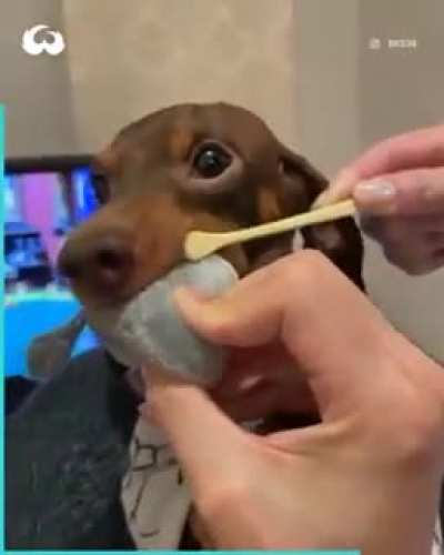 Cool life hack to brush your dogs teeth ???