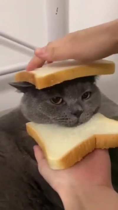 That “I hate you hooman” look