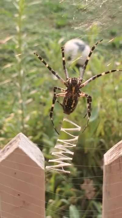 ? Yellow garden spider spinning a web decoration or stabilimentum. Its function is a subject of debate.