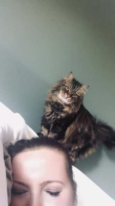 I was told you would appreciate this here… my cat yelling at me from the headboard in the morning, with a few convincing taps to the head.