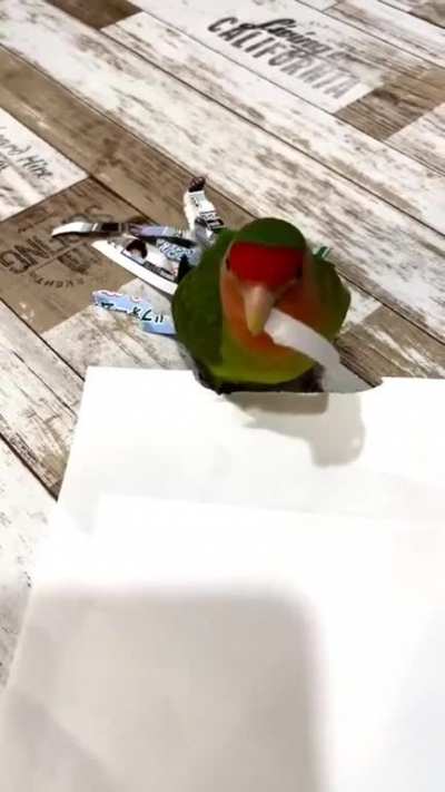 I had no idea birds did this