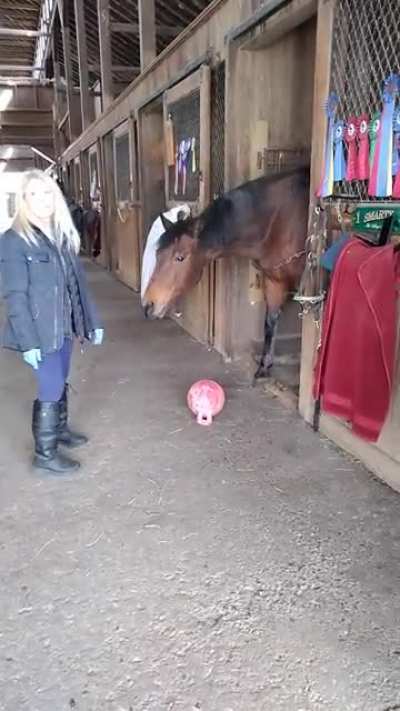 Smarty loves his ball.