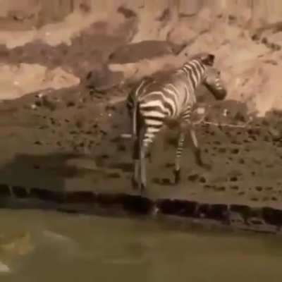 ? Crocodile straight up Rage Quits.