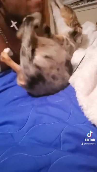 How to improve your dog howling skills ??