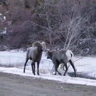 ? Two Big Horn Sheep, throwing down with all the civility of a gentleman’s duel.