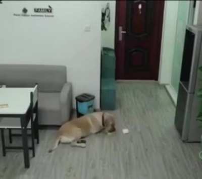 While the owner was sleeping, the dog opened the freezer, took out the ice cream, ate it and threw all the evidence in the trash??
