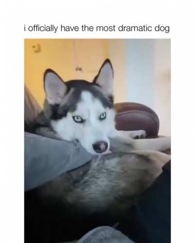 Most Dramatic Dog ??