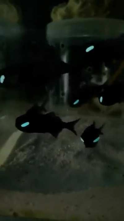 Flashlight fish. they have a sumbiotic relationship with bioluminescent bacteria. They look like a certain spidey villian.?