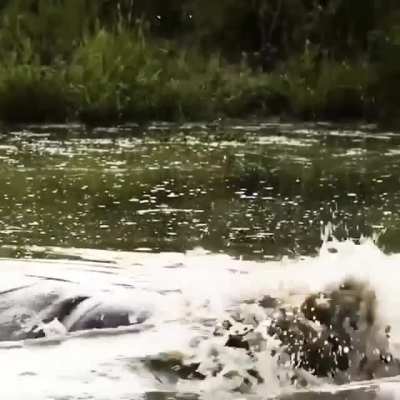 ? Hippo bulls yawn and thrash about in the water, drawing attention to their fierce weaponry.