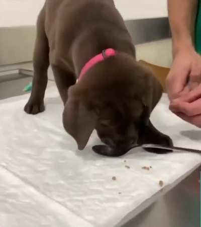 Vaccination is easy with positive reinforcement ??