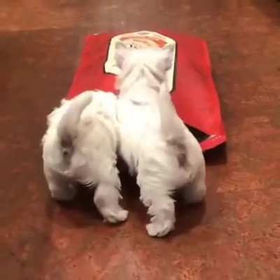 The Last Treat...