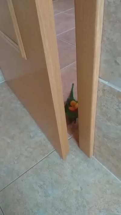 help, this bird wants to eat my ass