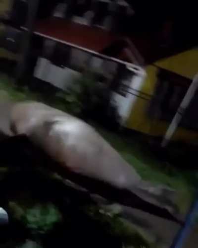 ? An elephant seal caught wandering around a coastal town in Chile ?
