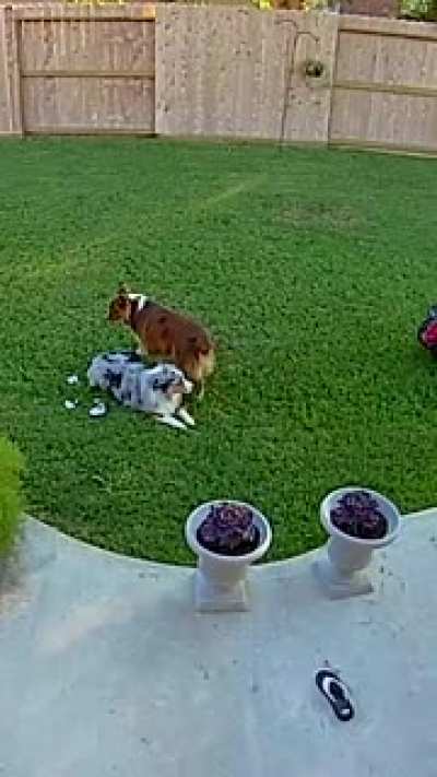 "You've got an entire yard of places to sit!"