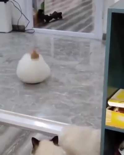 Rolling cat