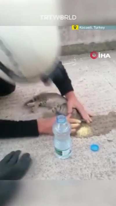 A firefighter in Turkey brought a kitten back to life using CPR. The kitty's heart had stopped when it got stuck between two buildings.