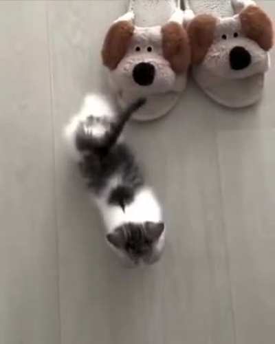 Kitty needs a stretch