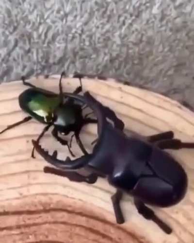 Robot bug on the right and natures counterpart on the left