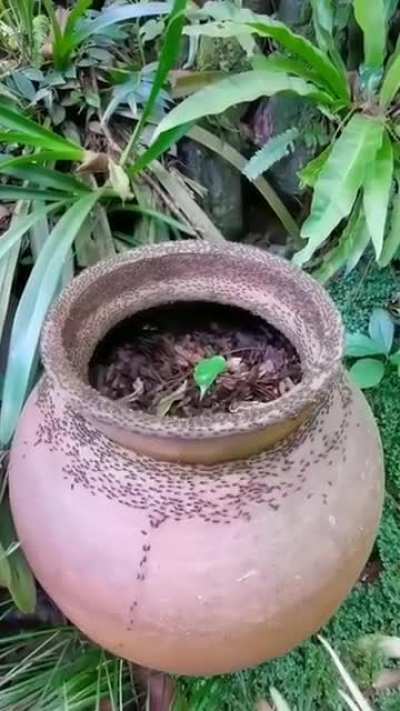 Ant Mill??