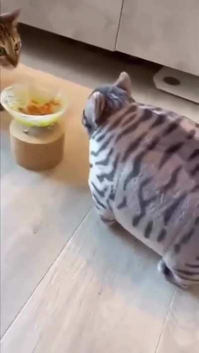 An unexpected guest
