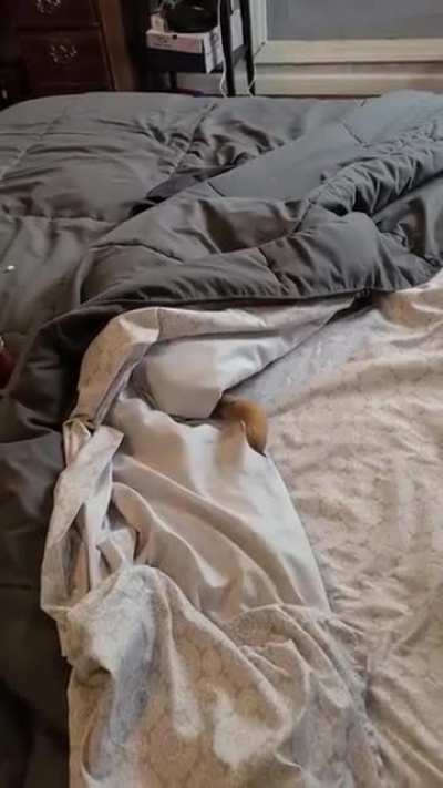 I wonder where Winston could be hiding?