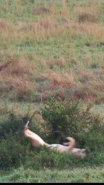 ? Lions usually maintain their elegance and balance when leaping. Not this time