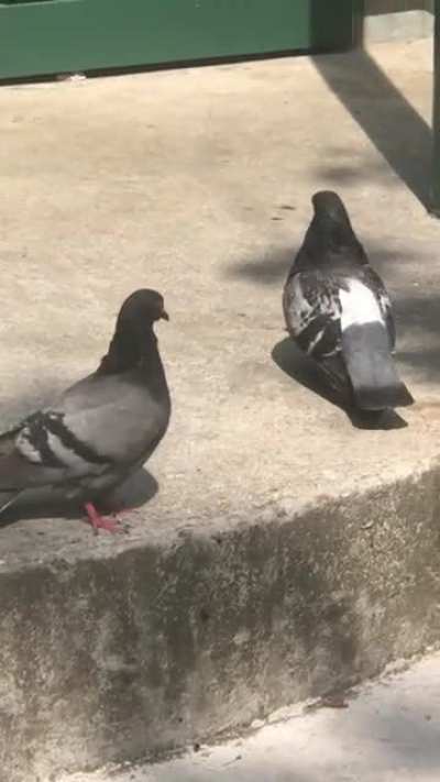 Paris pigeons