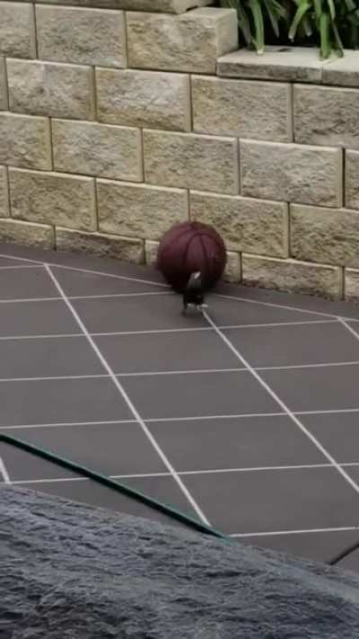 ? Bird playing with a basketball