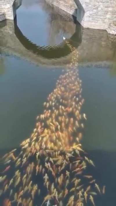 ? A school of fish following a duck