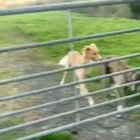 Dog at the gate