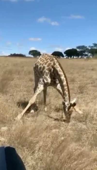 I’ve never wondered how a Giraffe eats grass?.