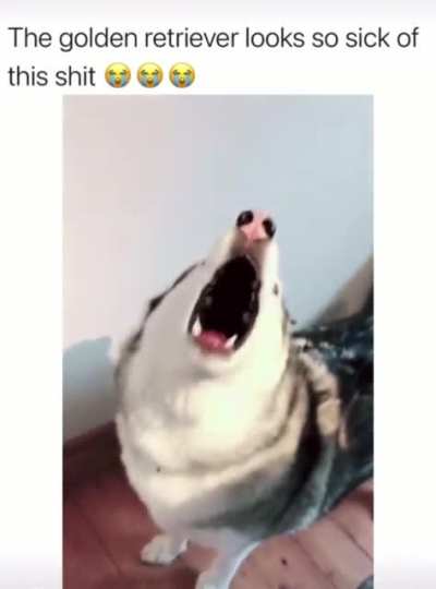 Noisy bois