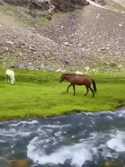 ? Wild Horse in Afghanistan ?
