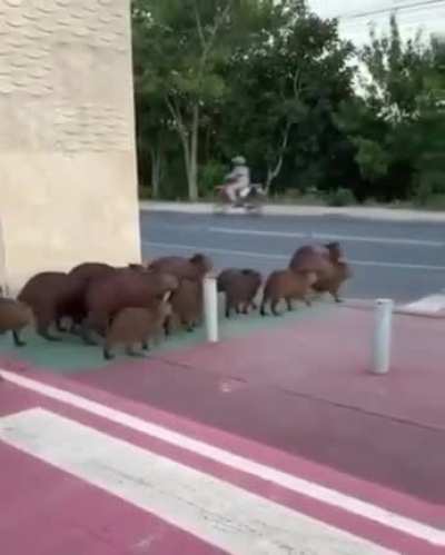 ? Capybaras waiting for the traffic, then crossing the road in Brazil