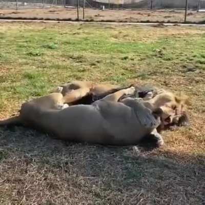 ? Two lions true love